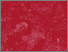 [thumbnail of Tesi_di_laurea]